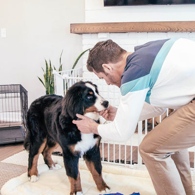 The Psychology of Your Dog