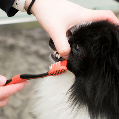 Do Dogs Get Tartar? Yes! Here are Some Ways to Prevent it