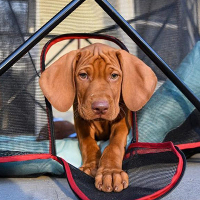 How to Clean Your Dog’s Ears Properly