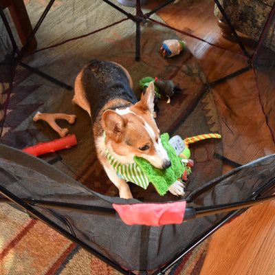 Toys to Keep Dogs Busy
