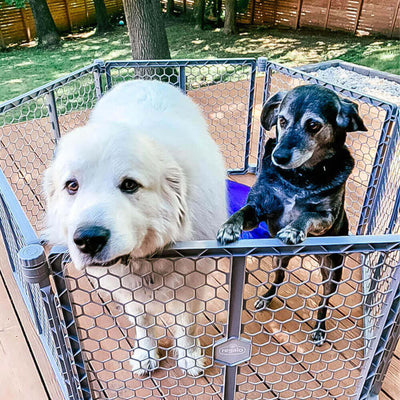 Why are some dogs more hyper than others?