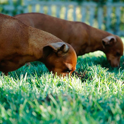 A Homemade Diet May Be The Answer to Your Dog’s Obesity