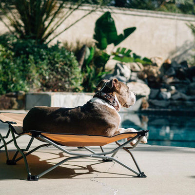 Do I Need Pet Insurance?