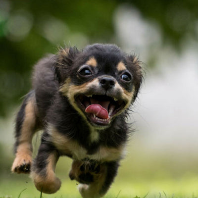 How to Choose a Name for your Dog
