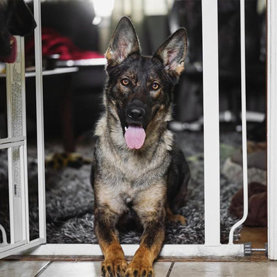 Why Fido’s Bad Breath Should Get Your Attention