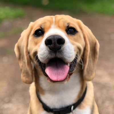 16 Tips to Make Life With Your Pet Easier