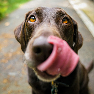 DIY Salmon Dog Treats for Training