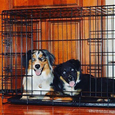 Tips For Flying with Your Dog
