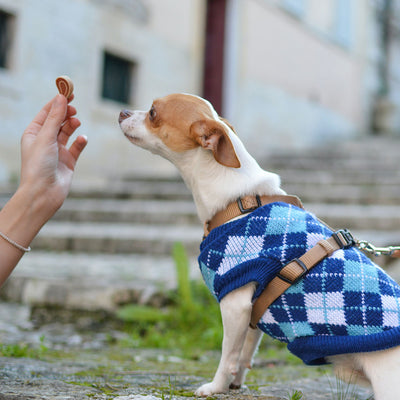 5 Supplements to Add to Your Dog’s Food for Better Health
