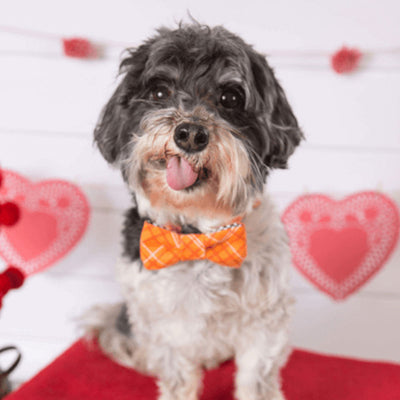 HavaHeart Rescue Dogs: The Extra Effort Is Worth It