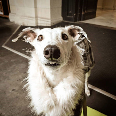 Salty: the smiling Greyhound
