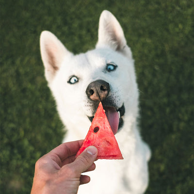 5 Fruits & Vegetables That Make Natural Dog Treats