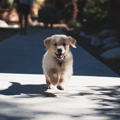 How Far Can I Walk My Puppy?