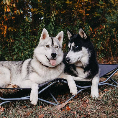 4 Tricks for Teaching Your Dog to Enjoy Being Brushed
