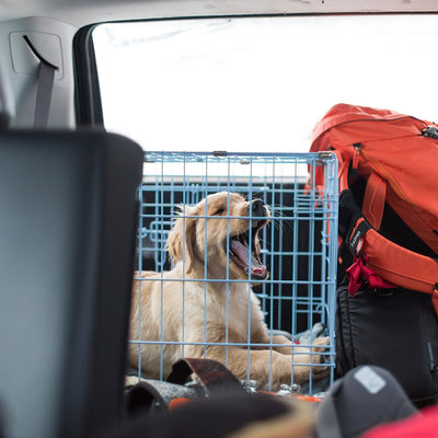 How Much Exercise Does My Dog Need?