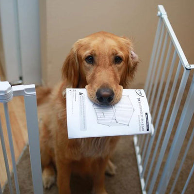 Activities You Can Do With Your Dog in 30 Minutes or Less