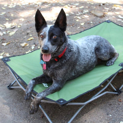Tips to Ensure that Your Dog Doesn’t Get Lost