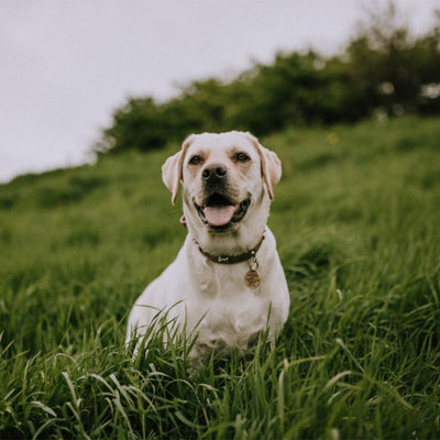 Are Shock Collars Harmful?