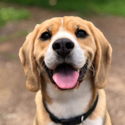 What A Dog’s Body Language Means