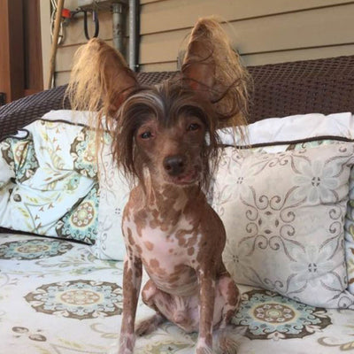 Rowan: A Senior Pup with a Lot of Love to Give