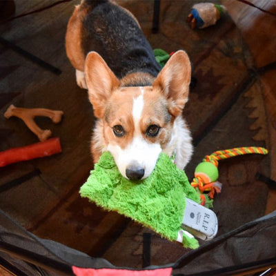 Tips for Training a Puppy Not to Chew