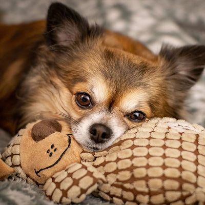 Bernie and Merle: Puppy Mill Survivors