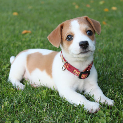 Why You Shouldn’t Feel Bad When Crate Training Your Puppy