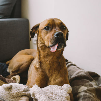 How to Choose a Senior Dog Bed