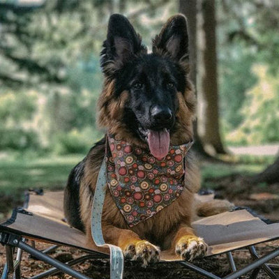 Tips for Training Your Dog For Recall