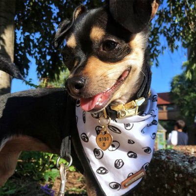 Gigi The Adopted Chihuahua: A Perfect Fit