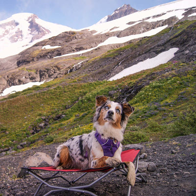 7 Pet-Friendly Destinations
