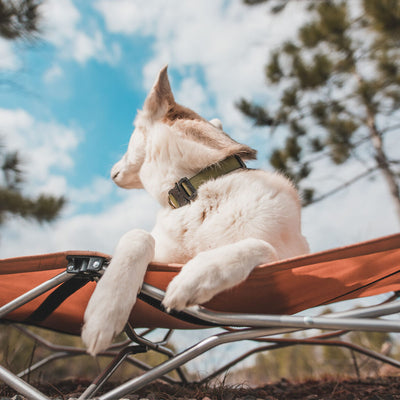 Eco-Friendly Dog Travel Kit