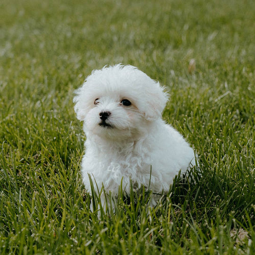 The Pros and Cons of Potty Training with a Puppy Pad vs. Outside