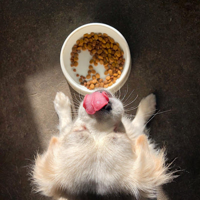 The Cost of Homemade Dog Food Vs. Store Bought