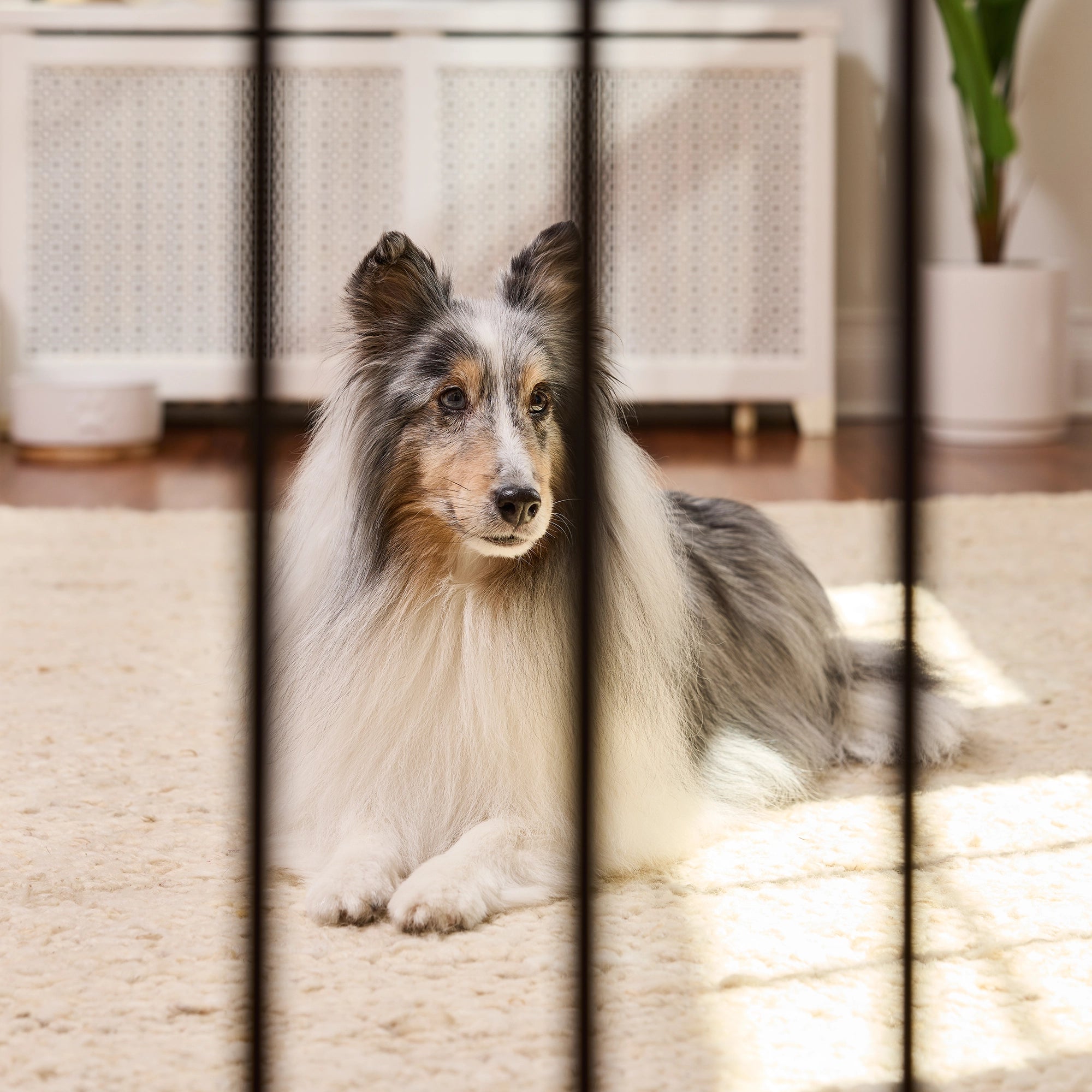 The Carlson 51” Extra Wide Walk-Thru Pet Gate features a sturdy all-steel frame, a 16.5" wide walk-through door, and a patented small pet door. It expands from 29” to 51” wide, stands 30” tall, and includes extensions for wider openings. Ideal for doorways, hallways, and stairs, offering easy installation.