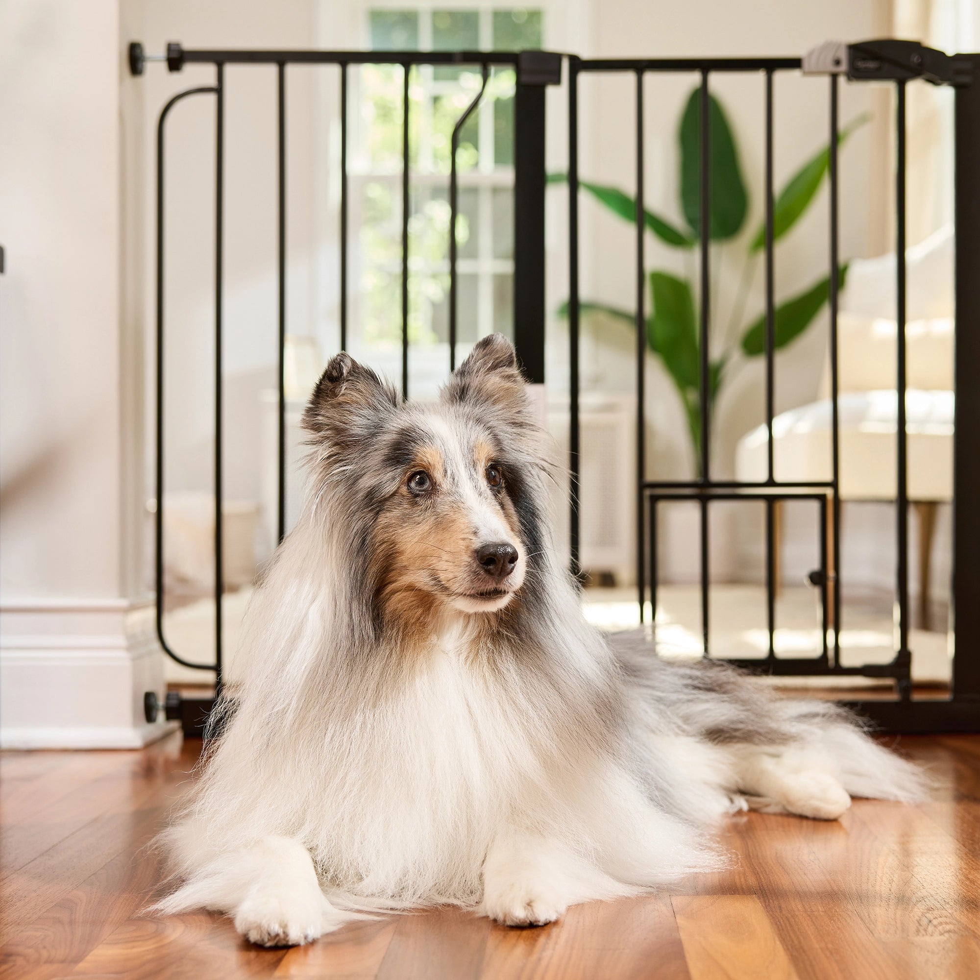The Carlson 51” Extra Wide Walk-Thru Pet Gate features a sturdy all-steel frame, a 16.5" wide walk-through door, and a patented small pet door. It expands from 29” to 51” wide, stands 30” tall, and includes extensions for wider openings. Ideal for doorways, hallways, and stairs, offering easy installation.