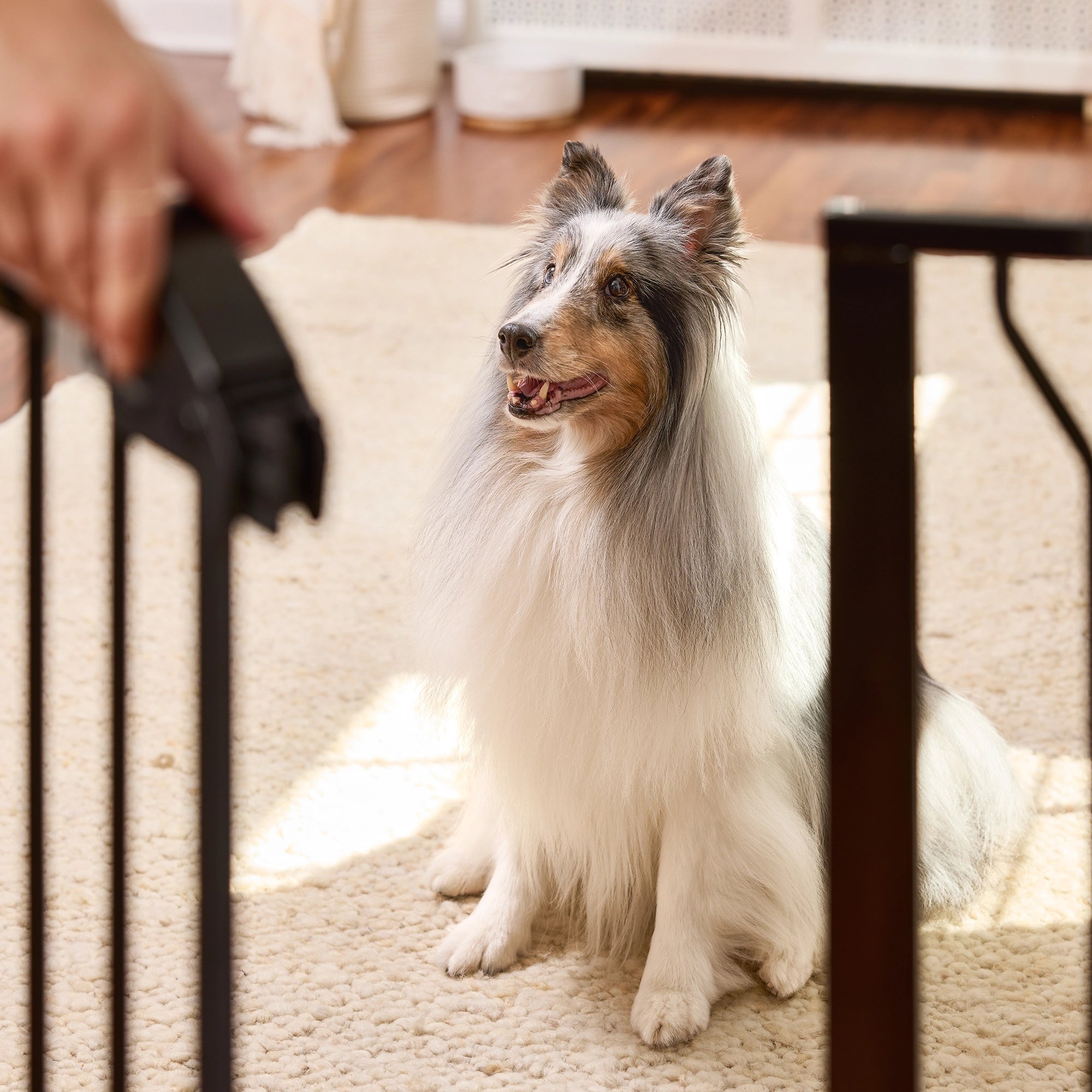 The Carlson 51” Extra Wide Walk-Thru Pet Gate features a sturdy all-steel frame, a 16.5" wide walk-through door, and a patented small pet door. It expands from 29” to 51” wide, stands 30” tall, and includes extensions for wider openings. Ideal for doorways, hallways, and stairs, offering easy installation.