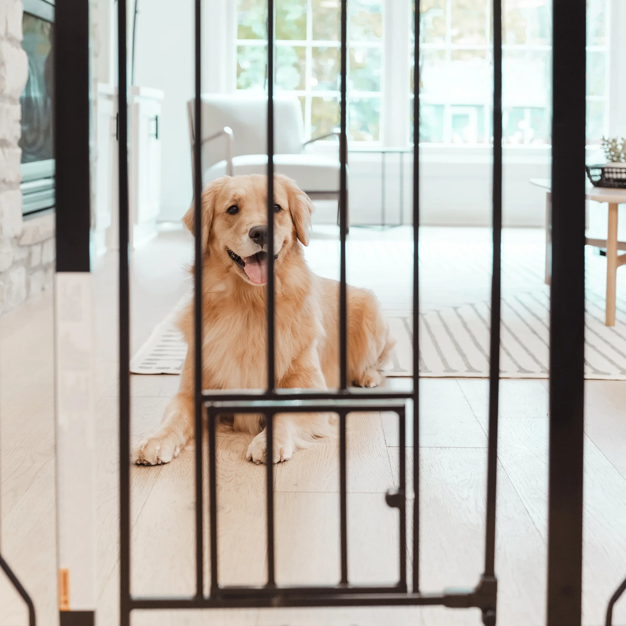 Black Carlson 36” Extra Tall Walk-Thru Pet Gate with small pet door is a durable, chew-proof solution for securing your home. Made from 100% steel, it's perfect for larger or active dogs. The gate features a 16.5” wide walk-through door and includes a 4” extension for wider openings.