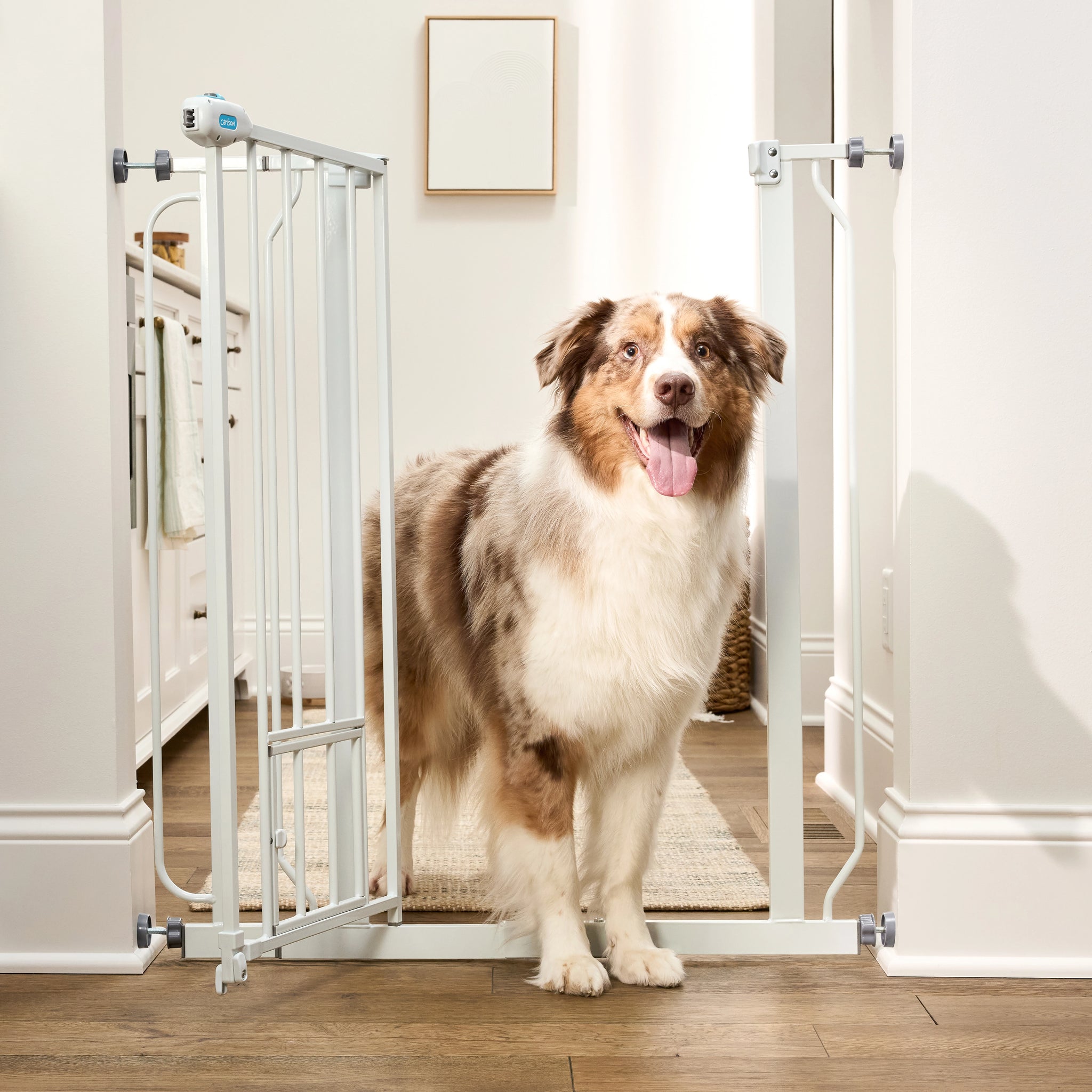 The Carlson 36” Extra Tall Walk-Thru Pet Gate with Small Pet Door in white, made of durable steel, is designed to keep pets safely contained. It features a 36” height, expandable width (29” to 36.5”), easy walk-through door, and a small pet door for small animals to pass through while keeping larger pets confined.