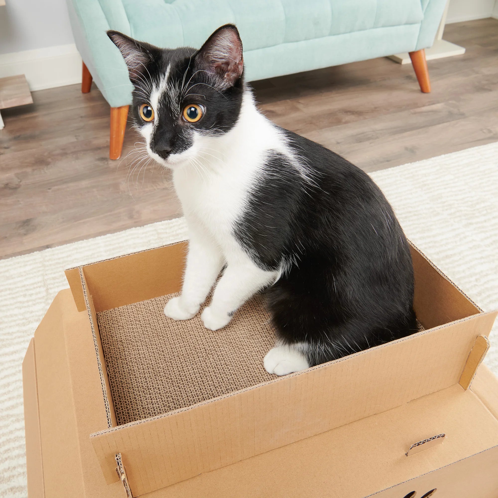 The Carlson Cat Camper and Scratcher is a compact, eco-friendly playhouse made from durable cardboard. Featuring a cat door, three paw-shaped windows, and a removable scratcher, it provides a cozy, entertaining space for small animals like cats and rabbits. Easy to assemble and lightweight for easy transport.