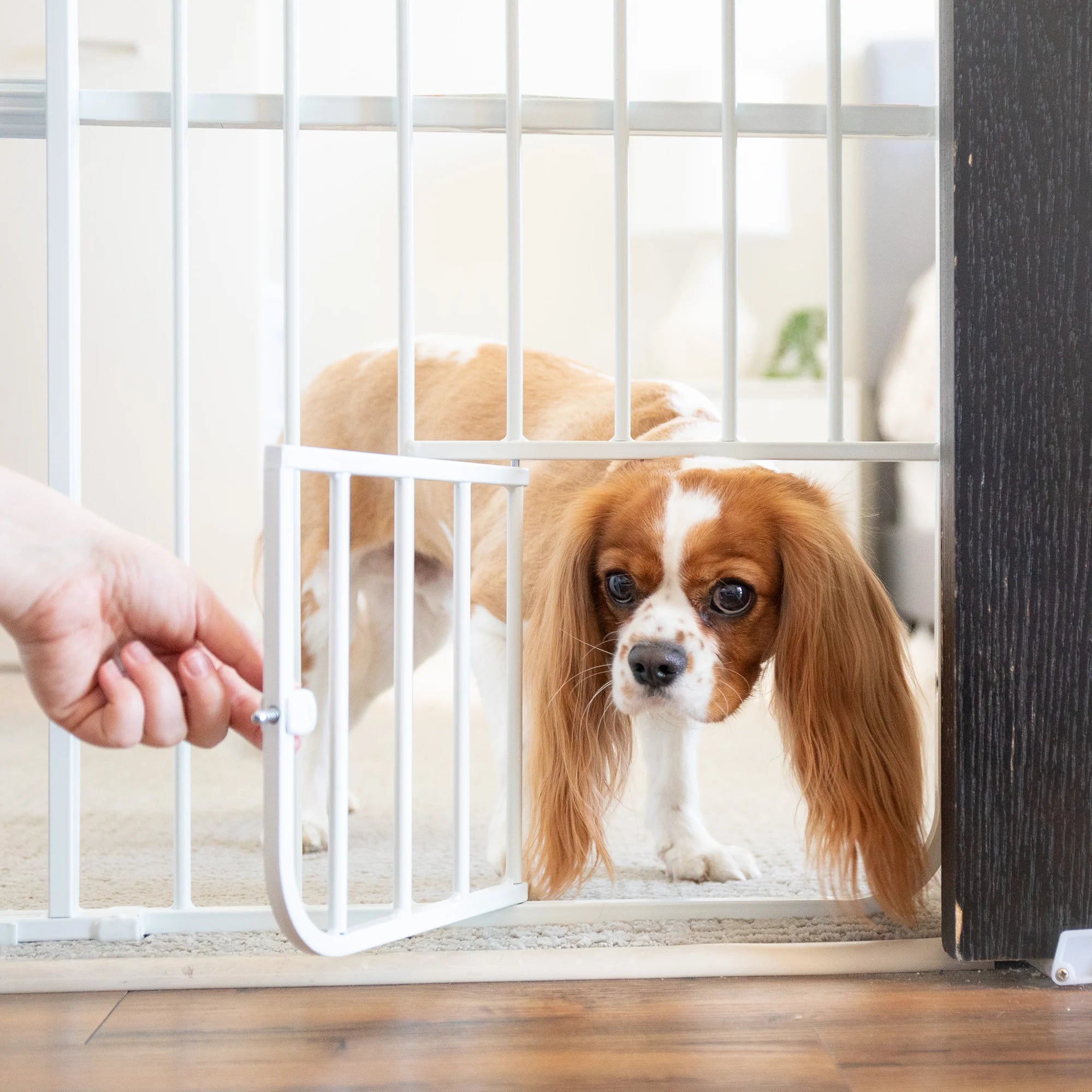 Carlson Tuffy® Expandable Pet Gate in white, durable steel frame, pressure-mounted, adjustable 26"-38", with small pet door for easy access.