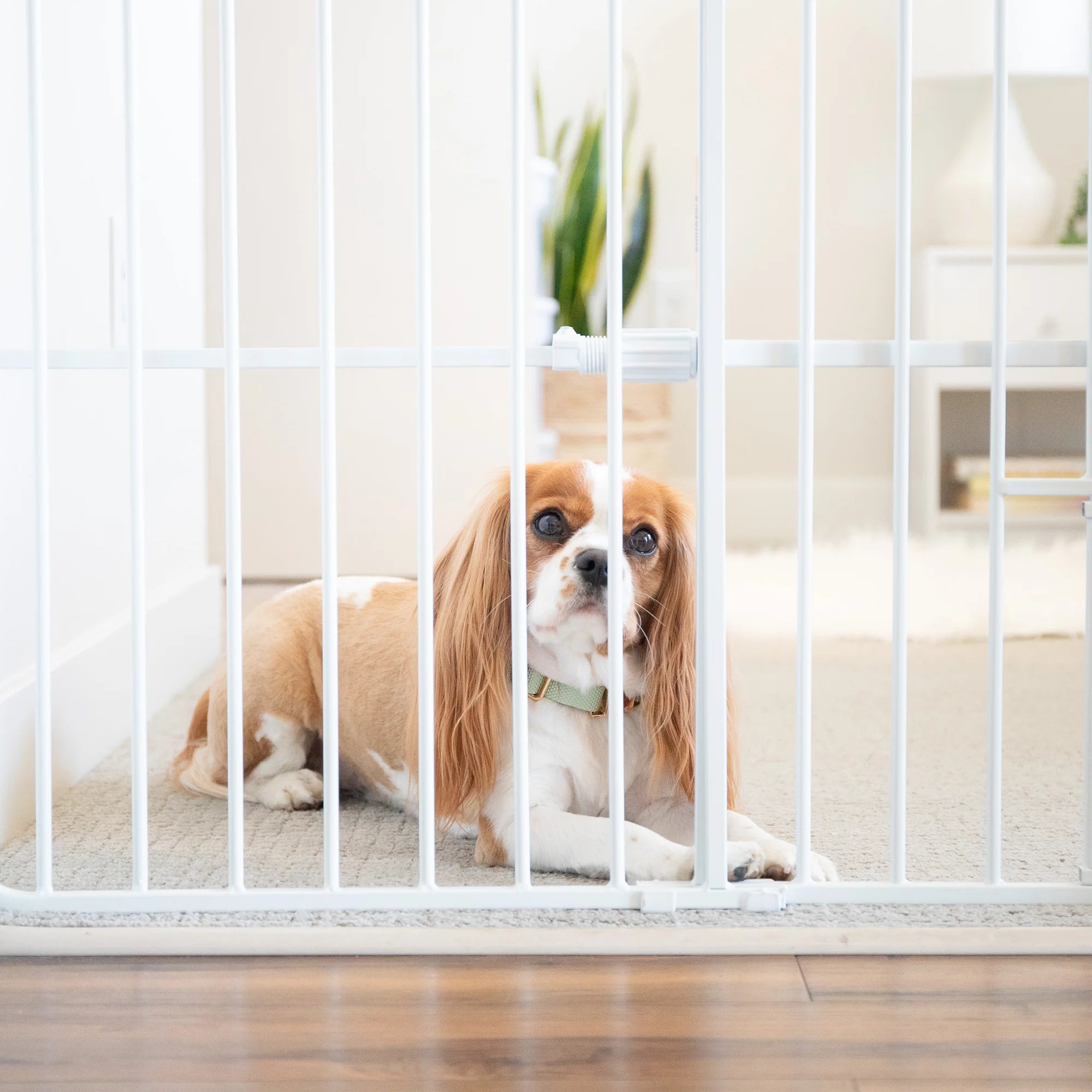 Carlson Tuffy® Expandable Pet Gate in white, durable steel frame, pressure-mounted, adjustable 26"-38", with small pet door for easy access.