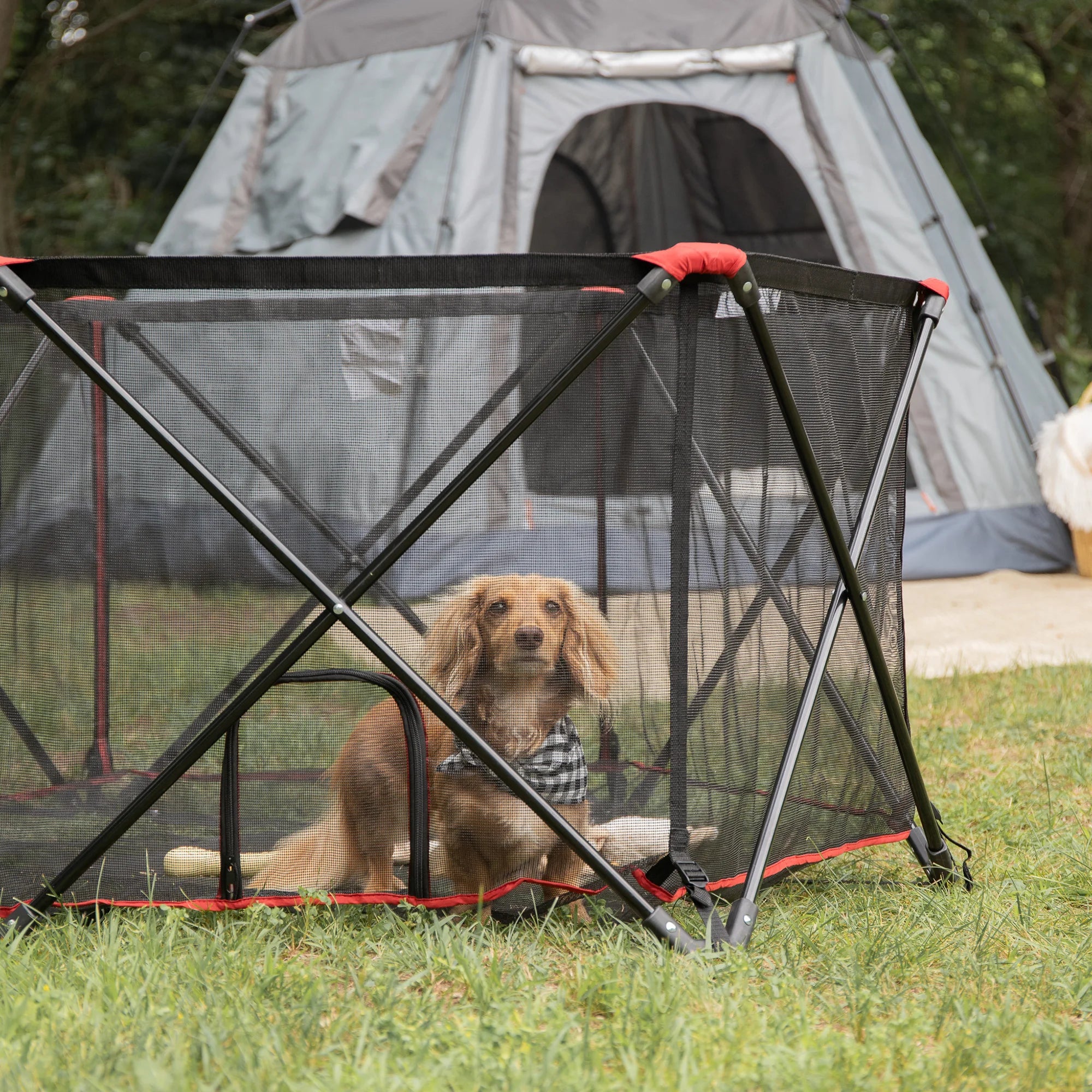 Dog in Portable Pet Pen in front of a tent in the woods.