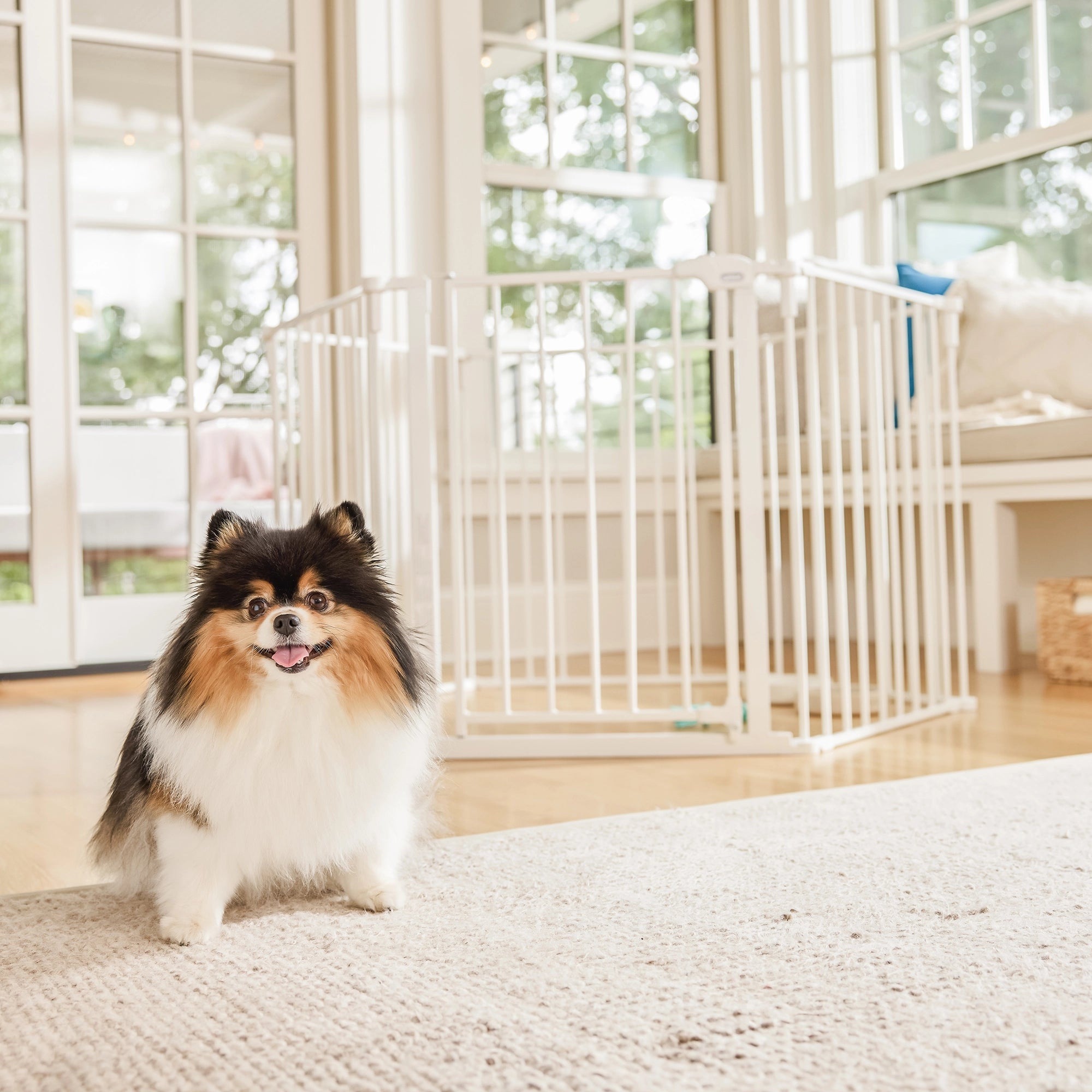 The Carlson Convertible Pet Yard is a versatile, chew-proof pet enclosure with all-steel construction. It features adjustable hinged posts, expanding from 52” to 146.5” wide. Standing 28” tall, it includes a walk-through door with a slide handle, offering a flexible and secure space for pets at home.