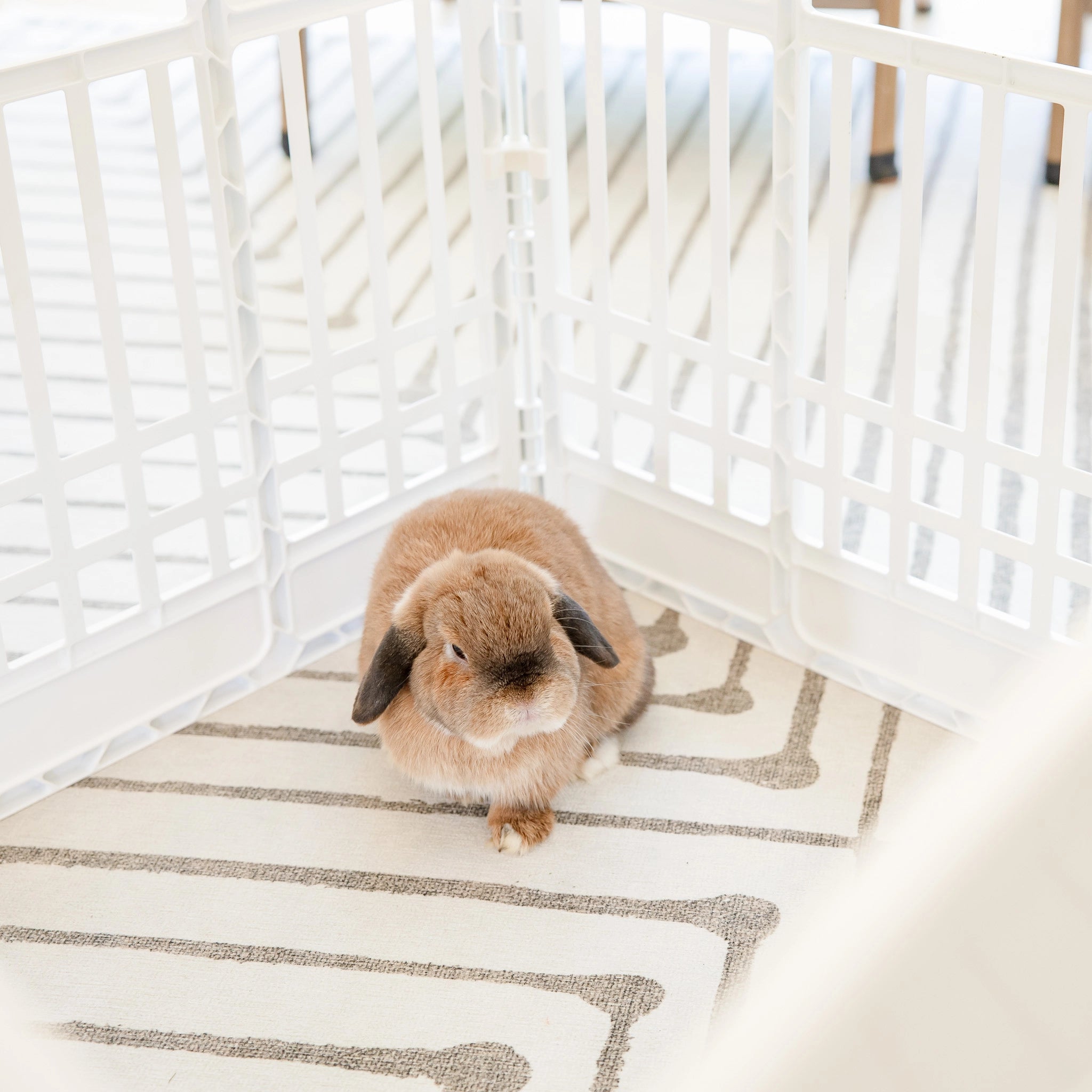 The Carlson 4-Panel Plastic Pet Pen provides a secure, versatile enclosure for small pets. Made with non-toxic materials, it’s lightweight, easy to set up, clean, and expand for both indoor and outdoor use.
