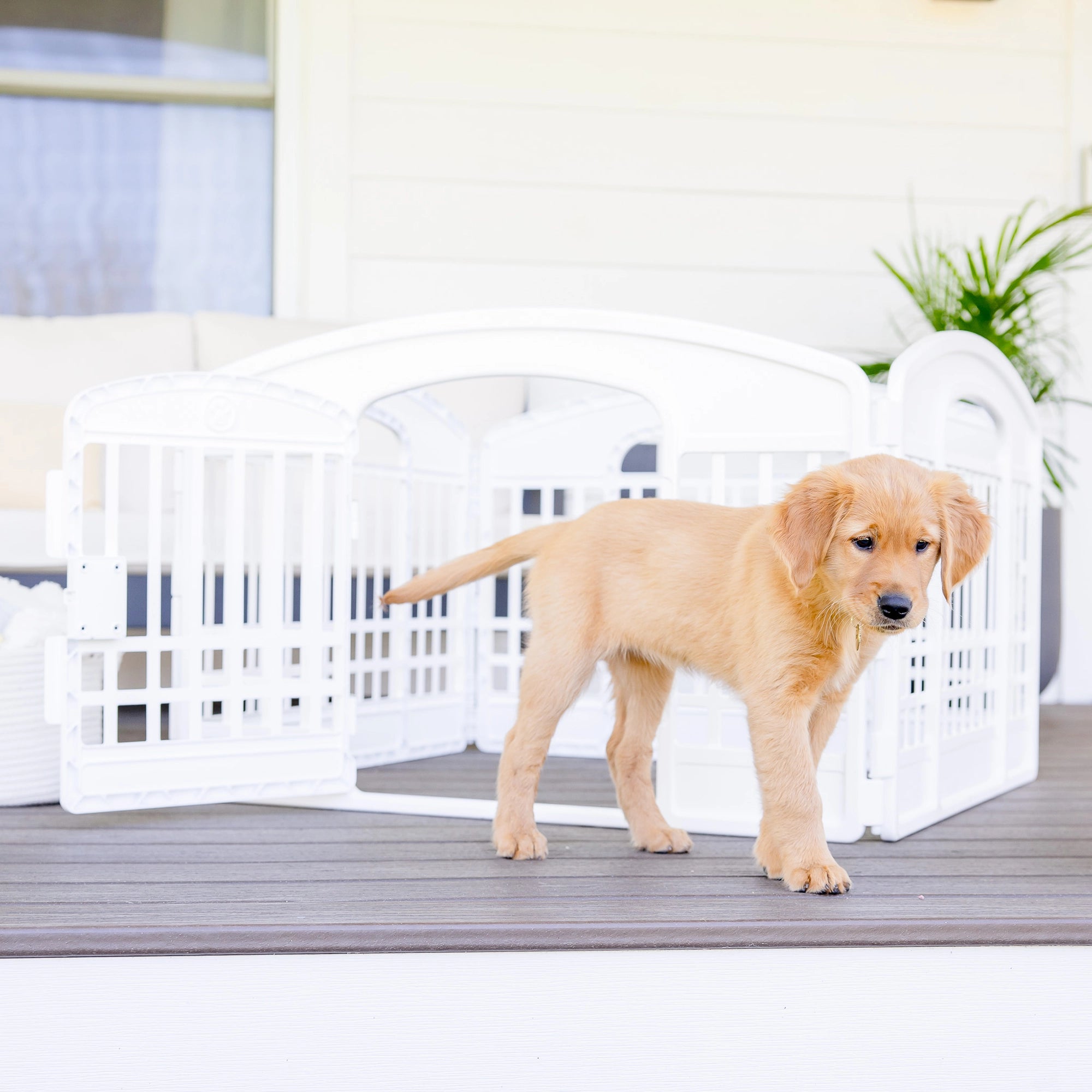 The Carlson 4-Panel Plastic Pet Pen provides a secure, versatile enclosure for small pets. Made with non-toxic materials, it’s lightweight, easy to set up, clean, and expand for both indoor and outdoor use.