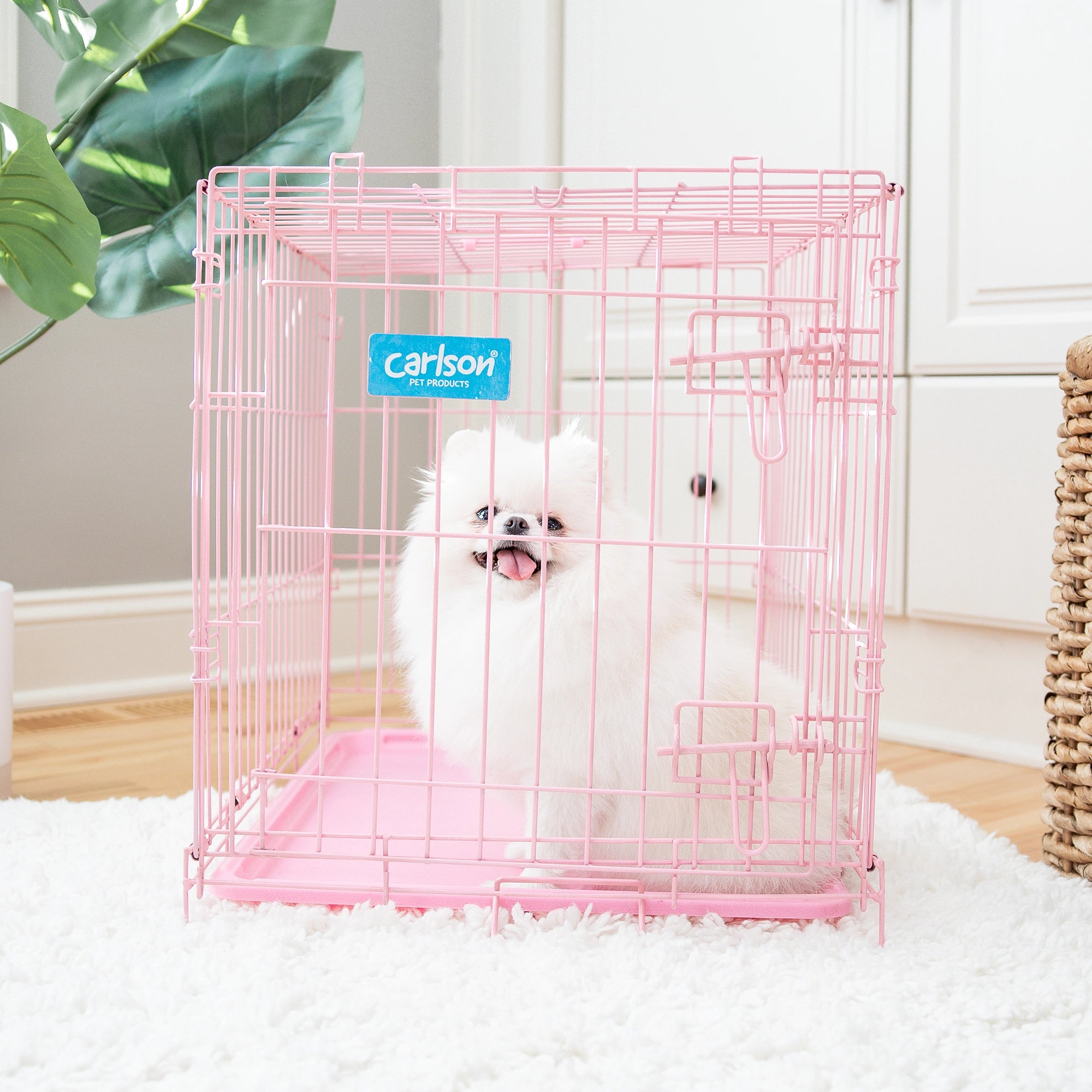 The Carlson Small Single-Door Dog Crate in pink is a durable steel wire kennel measuring 24” L x 18” W x 20.5” H. It features a multi-point locking system, a front door for easy access, and a removable bottom pan for easy cleaning. The crate folds nearly flat for convenient travel and storage. Ideal for small dogs.