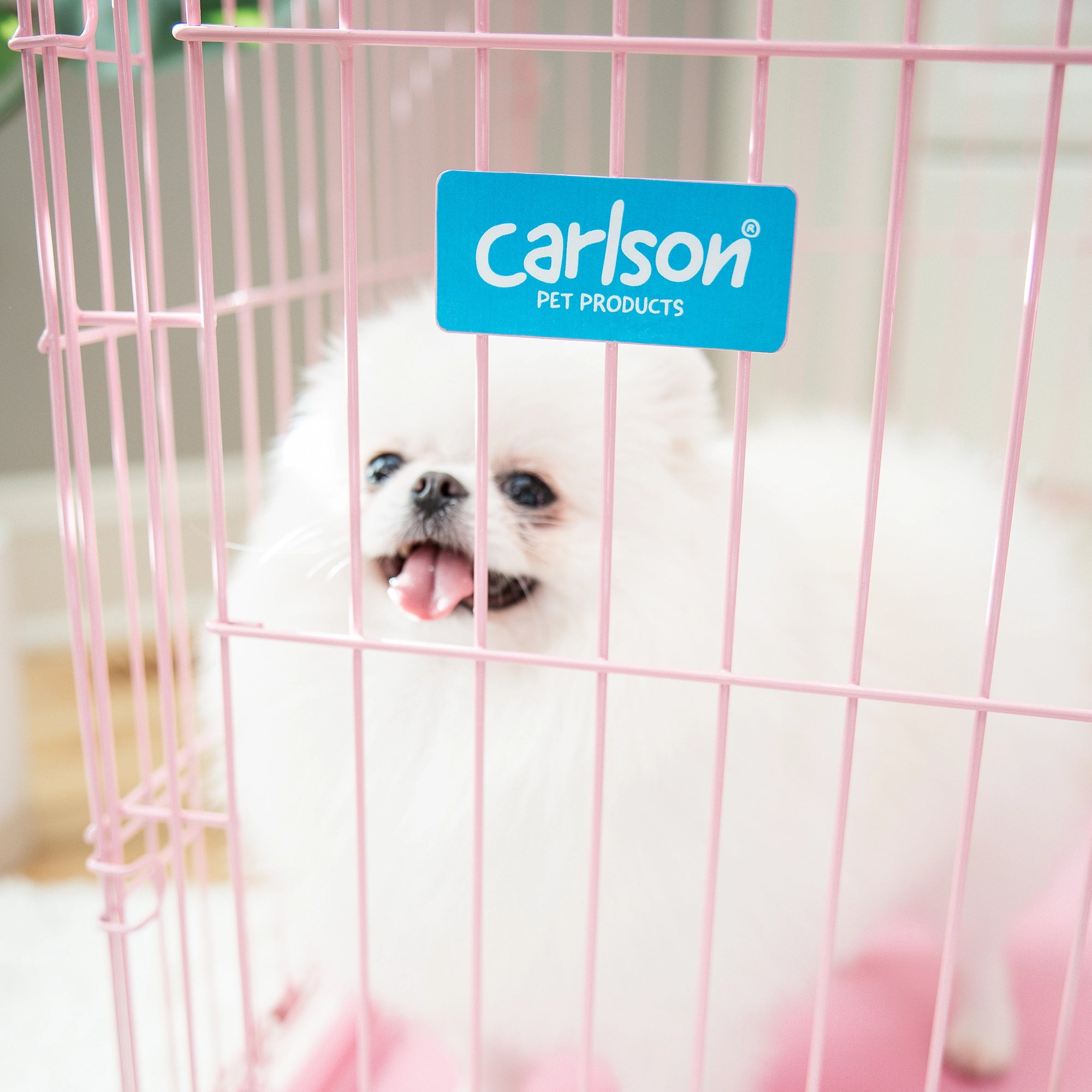 The Carlson Small Single-Door Dog Crate in pink is a durable steel wire kennel measuring 24” L x 18” W x 20.5” H. It features a multi-point locking system, a front door for easy access, and a removable bottom pan for easy cleaning. The crate folds nearly flat for convenient travel and storage. Ideal for small dogs.