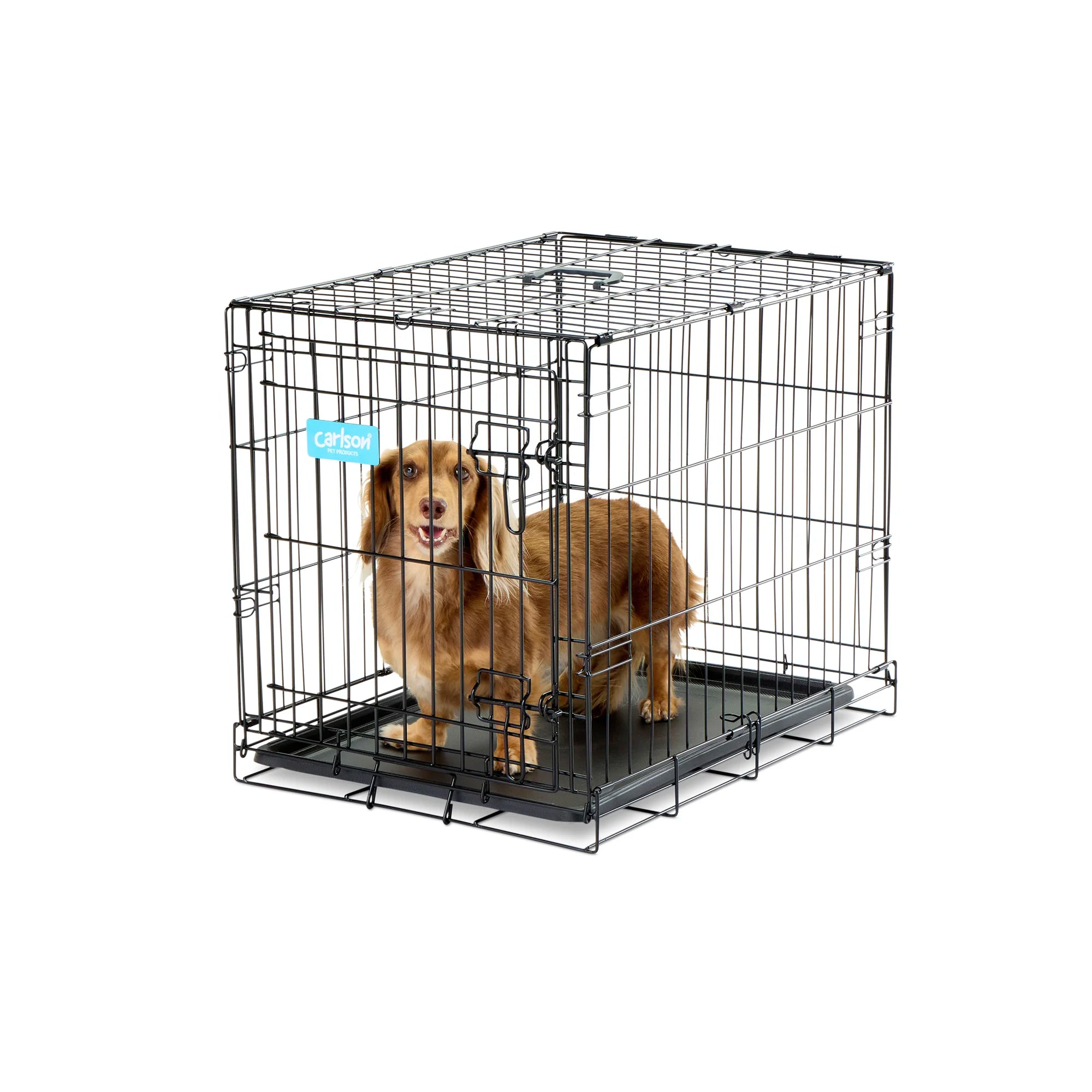 Dog sitting inside Carlson Small Dog Crate on white background