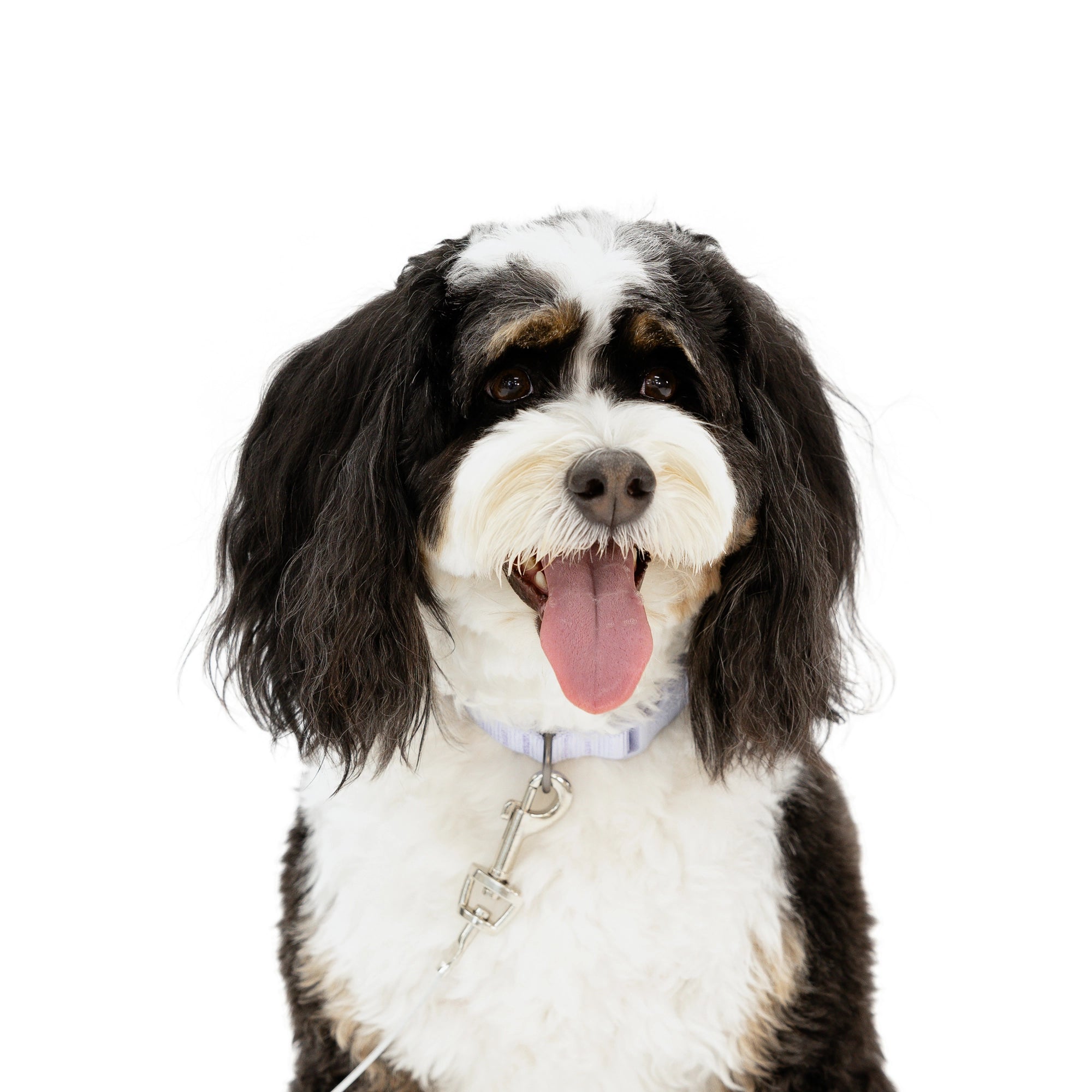 Carlson Small Dog Tie-Out Cable is a 10-foot, 50-pound capacity steel wire cable for pet containment. Features a collar/harness clasp for your pet and a spring cage clasp for secure stake attachment. Ideal for outdoor use, camping, or travel, and works with Carlson Barbed or Screw Stake.